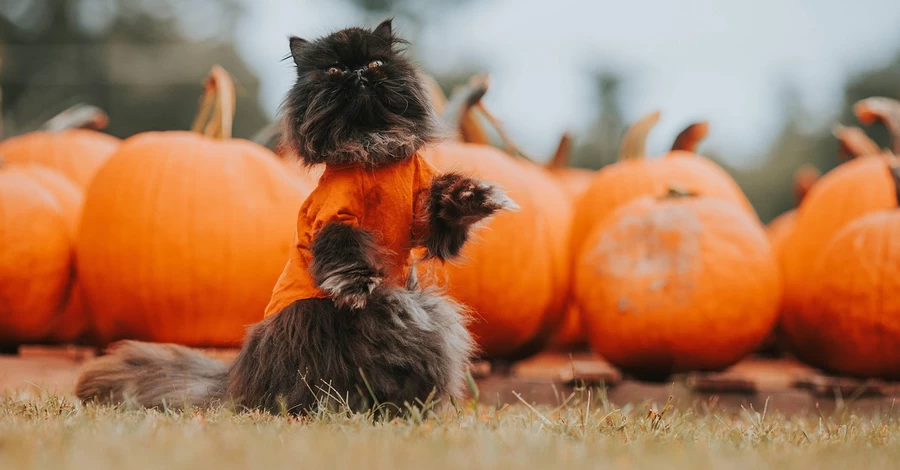 31 жовтня - Геловін, яке сьогодні церковне свято, традиції та прикмети цього дня