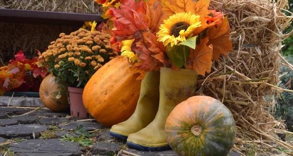 Что делать с тыквами после Хеллоуина: и вазу, и кашу, и корм для кроликов