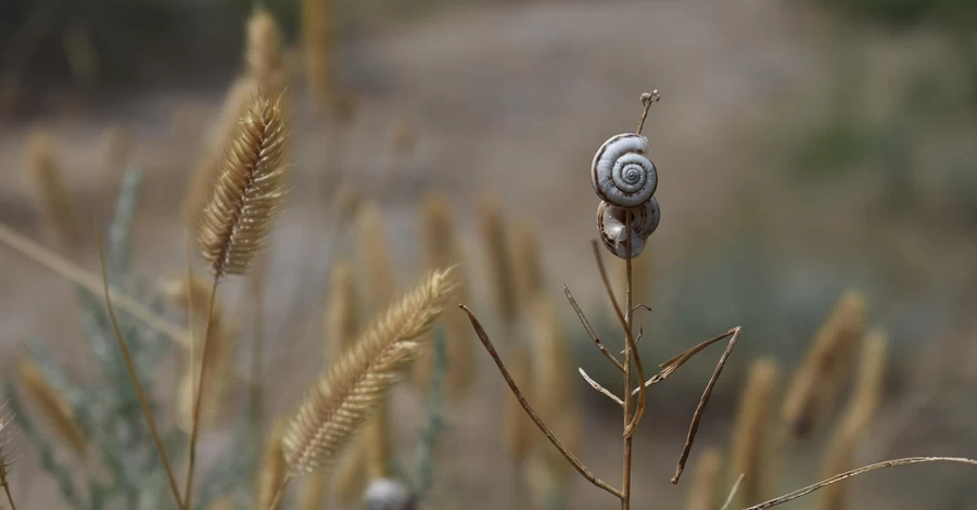 2024 рік став найтеплішим за останні 125 тисяч років, - вчені