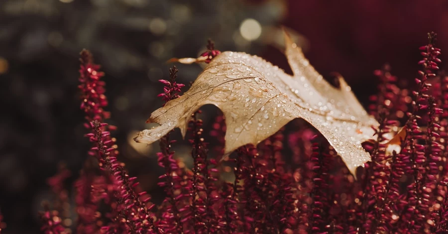 В Україні 3 листопада буде до +16, але в деяких регіонах очікуються дощі