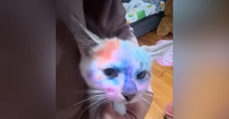 У Львові діти лікарки розмалювали кошеня фломастерами - у поліції розпочали перевірку