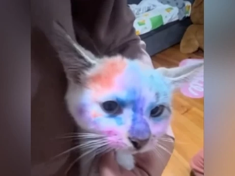 У Львові діти лікарки розмалювали кошеня фломастерами - у поліції розпочали перевірку