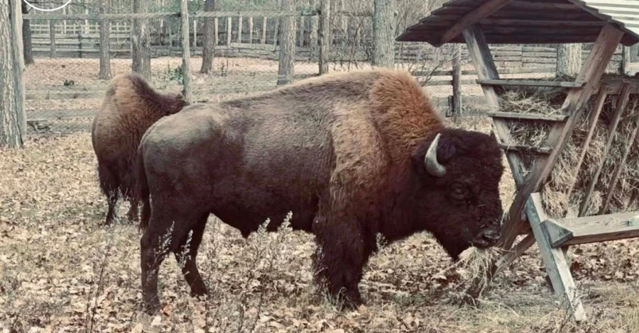 Корова допомогла врятувати двох зубрів, які підійшли до хат на Житомирщині