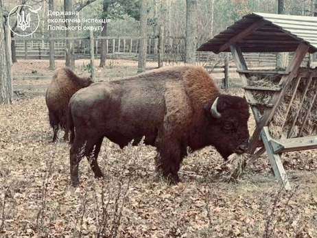 Корова допомогла врятувати двох зубрів, які підійшли до хат на Житомирщині
