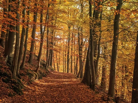 Погода в Україні 5 листопада: найхолодніше буде на заході, на півдні - до +17