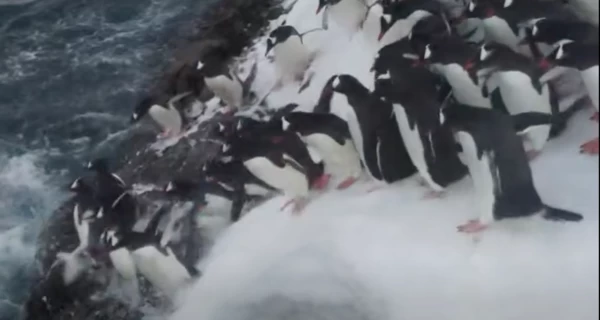 Украинские полярники показали, как стая пингвинов ныряет в океан