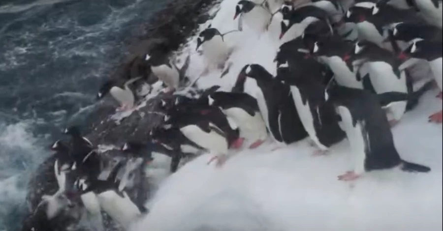 Українські полярники показали відео, як зграя пінгвінів пірнає в океан
