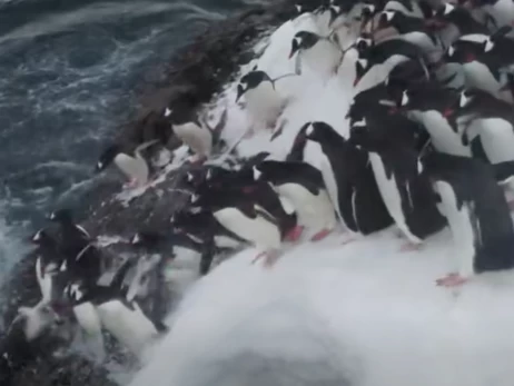 Украинские полярники показали, как стая пингвинов ныряет в океан