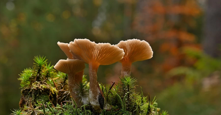 7 листопада - яке сьогодні свято, що не можна робити, традиції і прикмети цього дня