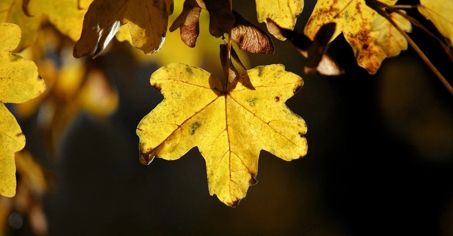 На Україну насувається похолодання, 9 листопада низку областей накриють дощі
