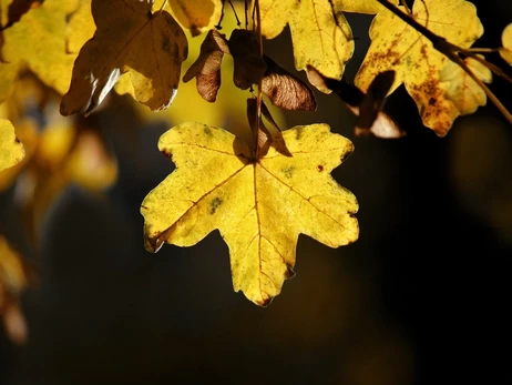 На Украину надвигается похолодание, 9 ноября ряд областей накроют дожди