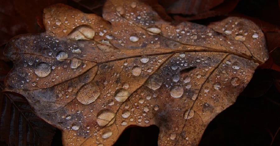 Погода в Україні у вихідні - буде туманно й хмарно, але не холодно