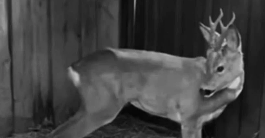 Во время ночных обстрелов Киевской области умерла косуля, которую спасли после ДТП