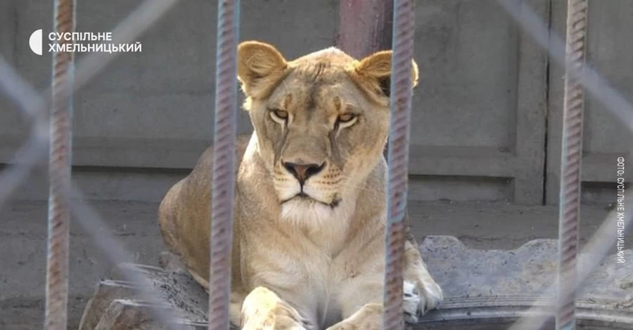 В Хмельницком нашли вторую львицу, сбежавшую из реабилитационного центра 