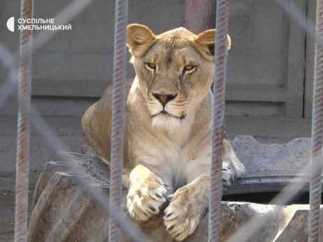 У Хмельницькому знайшли другу левицю, яка втекла з реабілітаційного центру 