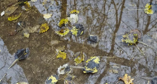 В Украине 16 ноября ожидается резкое потепление, но в некоторых областях - дожди