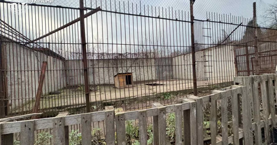 В Хмельницком два льва сбежали из реабилитационного центра- один еще бродит по городу