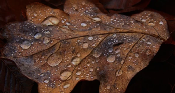 Погода в Украине 18 ноября: на западе прогнозируют дожди, в Карпатах - с мокрым снегом