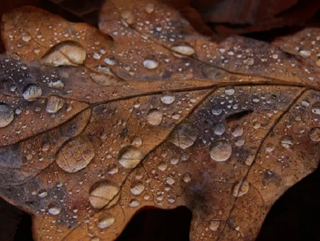 Погода в Украине 18 ноября: на западе прогнозируют дожди, в Карпатах - с мокрым снегом