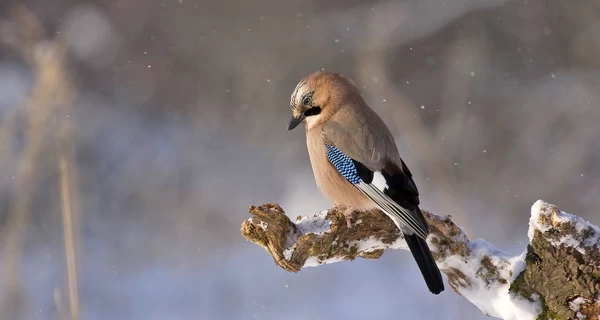 Погода в Украине 19 ноября - ночью прогнозируют 4 градуса мороза, днем ​​не больше +8