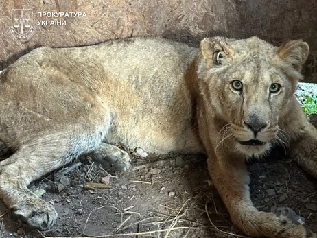 У Хмельницькому з притулку втекли леви - власника відправили під домашній арешт