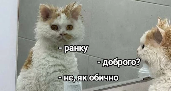 Анекдоти та меми тижня: В Україні введено шапковий режим – бо темно і холодно