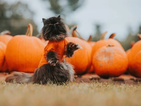 21 листопада - День гідності та свободи, Введення у храм Пресвятої Богородиці, традиції та прикмети, все про цей день