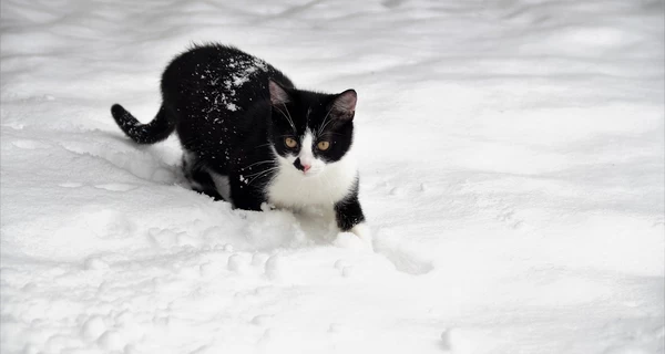 22 ноября – День памяти жертв голодомора, какой сегодня церковный праздник, традиции и приметы