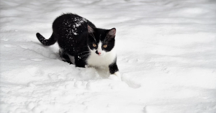 22 ноября – День памяти жертв голодомора, какой сегодня церковный праздник, традиции и приметы