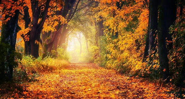 Погода 21 ноября – в Украину идет потепление до +14 градусов