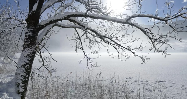 Погода в Украине 23 ноября: ряд областей накроет мокрый снег