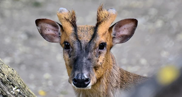 В Киевском зоопарке прооперировали миниатюрного оленя, который пострадал во время обстрела