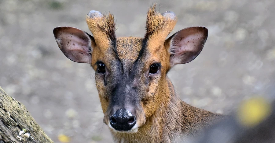 У Київському зоопарку прооперували мініатюрного оленя, який постраждав під час обстрілу