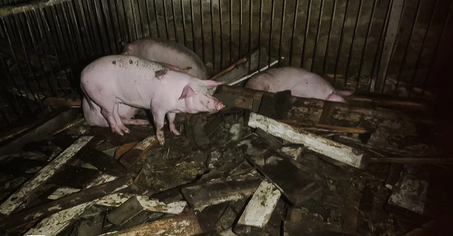 Россияне атаковали дронами агропредприятие в Харьковской области - погибли 60 свиней