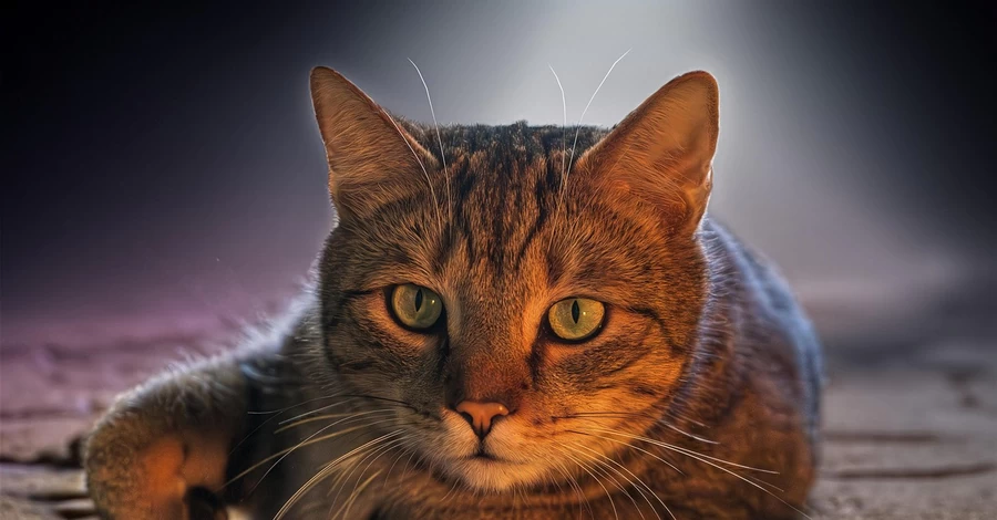 У Києві 11-річний хлопець викинув кота з вікна багатоповерхівки – поліція проводить перевірку