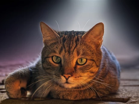 В Киеве 11-летний мальчик выбросил кота из окна многоэтажки – полиция проводит проверку