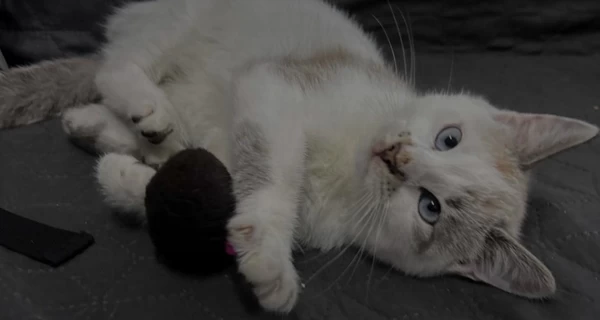 Суд во Львовской области изъял разрисованного ребенком кота - отец заплатит штраф