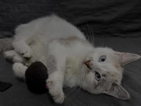 Суд во Львовской области изъял разрисованного ребенком кота - отец заплатит штраф