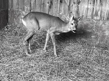 В Киевской области умерла косуля с ампутированной конечностью - сердце остановилось во время взрывов