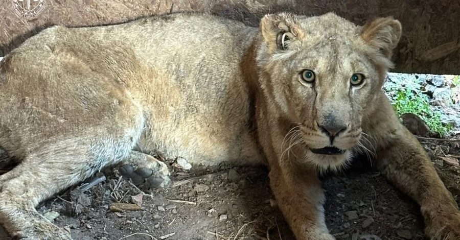 Зооволонтеры добились передачи львиц, сбежавших из приюта в Хмельницком, в Центр спасения диких животных