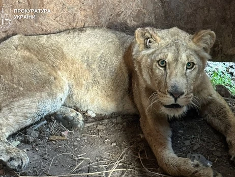 Зооволонтери домоглися передачі левиць, які втекли з притулку у Хмельницькому, до Центру порятунку диких тварин