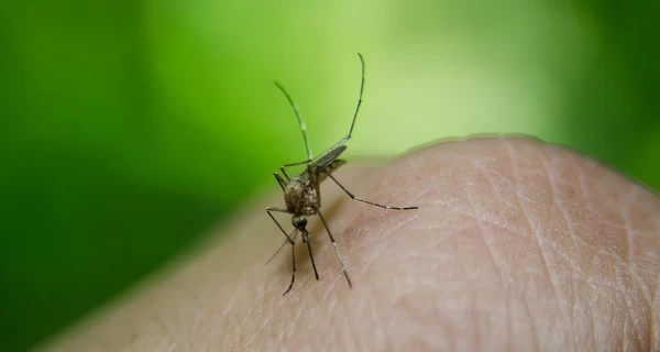 Во Львове зафиксировали первый случай лихорадки Денге у 31-летнего японца