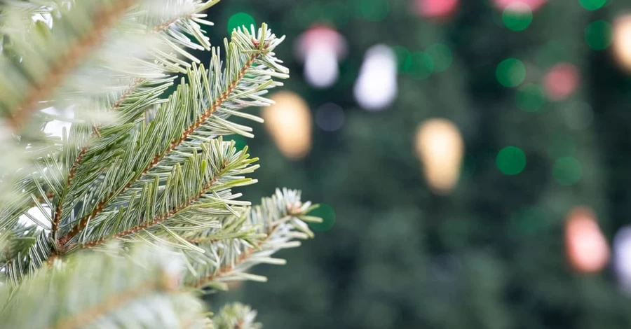 Где купить елку в Киеве: официальные локации заработают с 3 декабря