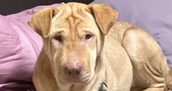 В Донецкой области спасли пса, который месяц жил в разрушенном доме