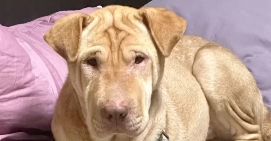 В Донецкой области спасли пса, который месяц жил в разрушенном доме