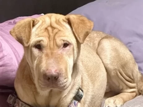 На Донеччині врятували собаку, яка місяць жила у зруйнованому будинку