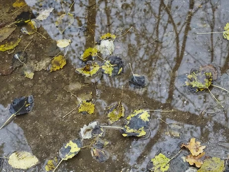 В Україну 1 грудня повернеться потепління, у деяких областях – до +12