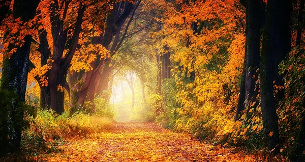 В Киеве ноябрь этого года стал четвертым среди самых теплых за время наблюдений