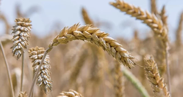 Экс-чиновника Андрея Задираку могут экстрадировать из Греции из-за земельных схем в Украине