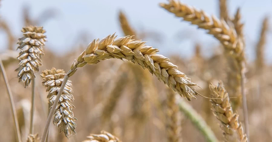 Экс-чиновника Андрея Задираку могут экстрадировать из Греции из-за земельных схем в Украине